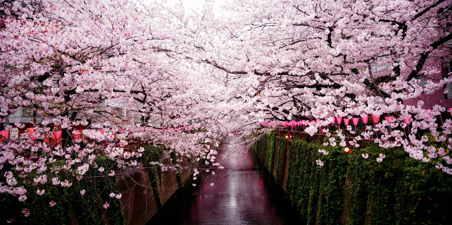 Anime Meets Nature: Aesthetic Wallpapers for Peaceful Vibes (2025) 4 image 134